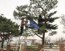 수목전지 회사 공장 소나무전지 작업