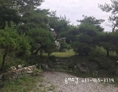 단독전원주택 소나무전지 작업 소나무병충해 방제
