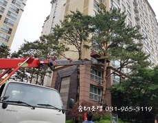 아파트소나무전지 수목전지 작업 