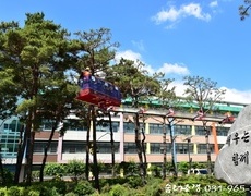학교소나무전지 장송 수목전지 작업 