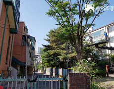 아파트 빌라 느티나무 가지치기 수목전지작업