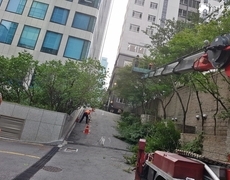 회사 담장 단풍나무 수목전지 작업 현장