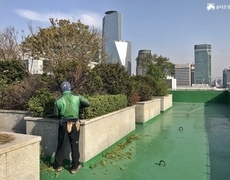 옥상조경관리 화단 나무전정 작업