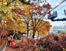 서울 도로 가로수 수목전지 작업