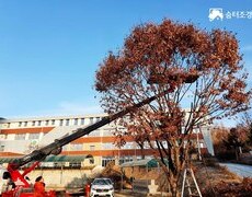 운동장 수목전지작업 및 위험목제거 공사