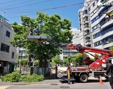 아파트 느티나무 가지치기 작업 현장
