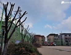 학교 운동장 느티나무 수목전지 작업