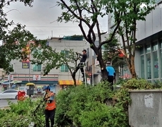 관공서 건물 주변 수목전지 나무정리 작업