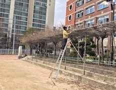 학교 수목전지 등나무가지치기 작업