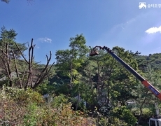 참나무 수목전지 나무벌목 작업 현장
