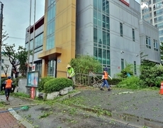 관공서 청사건물 외곽 수목전지 나무정리 작업