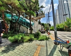 학교 소나무전지 작업 조경관리 현장