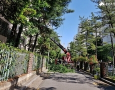 아파트 수목전지 나무가지치기 작업