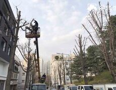 가로수전정 나무철거 벌목공사