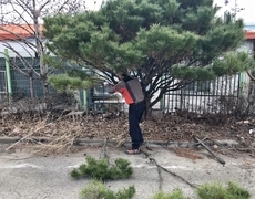 회사 반송 소나무전정 작업
