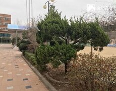 학교화단정리 향나무전정 나무가지치기 