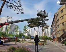 관공서 학교 소나무전지 수목관리 현장