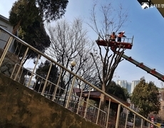 학교 위험수목 전지작업 현장