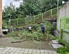 학교 외곽 잡목제거 조경정리 작업