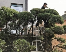 주택 마당 향나무전정 작업