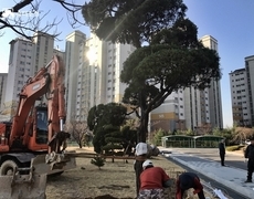 관공서 향나무식재 조경공사 현장