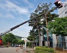 관공서 소나무장송 수목전지 작업