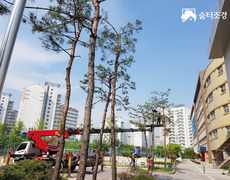 고양 일산 학교 소나무전지 작업