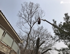 참나무 위험목제거 수목관리 현장