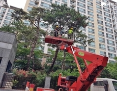 아파트 소나무전지 수목관리 현장