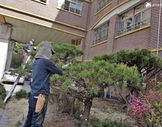 학교 소나무반송전지 작업