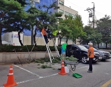 건물 주변 소나무전지작업 조경관리 현장