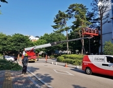 관공서 소나무전지 수목전지 작업