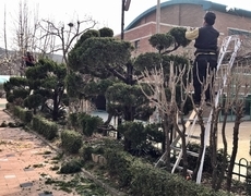 학교 향나무전정 수목전지 작업