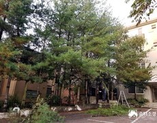 주택빌라담장 나무벌목 수목제거 작업