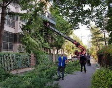 수목전지 전지작업
