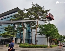 관공서 소나무장송 전지작업