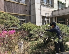 소나무전지 학교 조경수 관리 현장