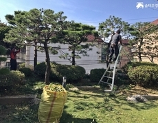 개인 주택 정원 소나무전지 작업
