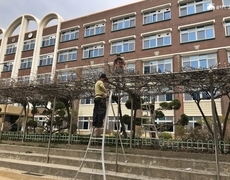 학교 등나무전지 수목전지 작업