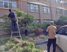 학교 소나무반송전지 조경관리 현장