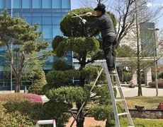 관공서 향나무전지 작업