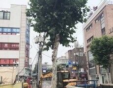 도로 가로수벌목 나무제거 작업 