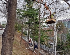 관공서 자작나무 벌목 및 수목전지 작업 현장