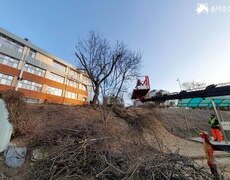 학교운동장 전지작업 수목가지치기 