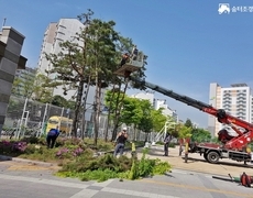 학교 소나무전정 나무전지 작업