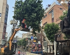 가로수 제거 벌목공사 