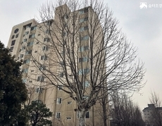 학교 수목전지 플라타너스 가지치기 작업