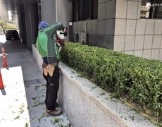 건물 화단 회양목전정 작업