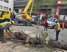 회사 은행나무 위험수제거 나무벌목 작업