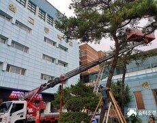 관공서 학교 소나무전지  